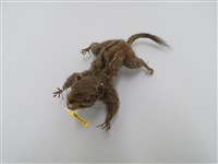 藏品(條紋松鼠   )的圖片